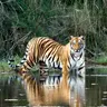 chitwan national park tiger1