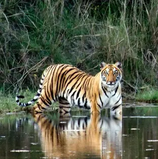 chitwan national park tiger